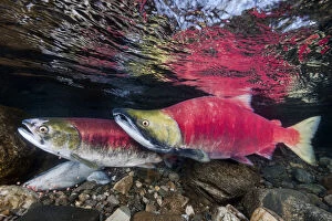Adams River Collection: A female (in front) and male Sockeye salmon (Oncorhynchus nerka