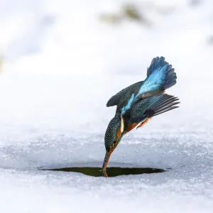 A female kingfisher (Alcedo atthis) fishing / diving into an ice hole in winter. Leeds, Yorkshire, UK. January A female kingfisher (Alcedo atthis) fishing / diving into an ice hole in winter. Leeds, Yorkshire, UK. January