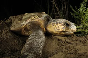 Female Loggerhead turtle (Caretta caretta) crawling up beach in search of spot to lay eggs Female Loggerhead turtle (Caretta caretta) crawling up beach in search of spot to lay eggs