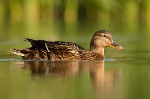 Female Mallard (Anas platyrhynchos), swimming on river, Bradfield Nature Reserve Female Mallard (Anas platyrhynchos), swimming on river, Bradfield Nature Reserve