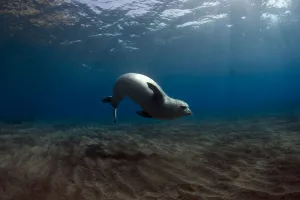 Female Mediterranean Monk seal (Monachus monachus) Deserta Grande, Desertas Islands Female Mediterranean Monk seal (Monachus monachus) Deserta Grande, Desertas Islands