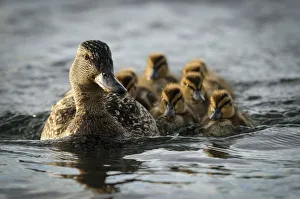 Female Pintail (Anas acuta) with chicks, Katmai National Park and Preserve, Alaska Female Pintail (Anas acuta) with chicks, Katmai National Park and Preserve, Alaska