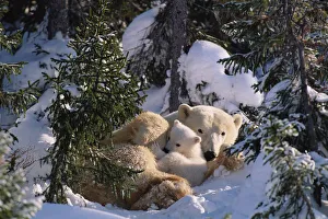 Female Polar bear with very small cubs {Ursus maritimus} Canada Female Polar bear with very small cubs {Ursus maritimus} Canada