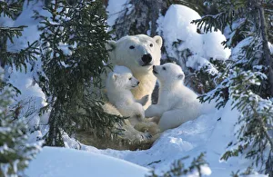 Female Polar bear with very small cubs {Ursus maritimus}, Canada Female Polar bear with very small cubs {Ursus maritimus}, Canada