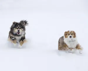 Female Red Merle and Red Tricolor Australian Shepherd dogs running in snow, Longmont Female Red Merle and Red Tricolor Australian Shepherd dogs running in snow, Longmont