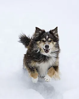 Female red tricolor Australian shepherd dog running in snow, Longmont, Colorado, USA Female red tricolor Australian shepherd dog running in snow, Longmont, Colorado, USA