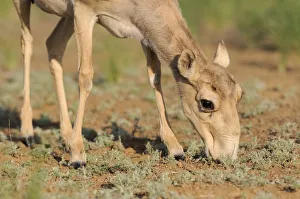 Female Saiga antelope (Saiga tatarica) feeding, Cherniye Zemli (Black Earth) Nature Reserve Female Saiga antelope (Saiga tatarica) feeding, Cherniye Zemli (Black Earth) Nature Reserve