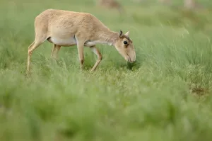 Female Saiga antelope (Saiga tatarica) grazing, Cherniye Zemli (Black Earth) Nature Reserve Female Saiga antelope (Saiga tatarica) grazing, Cherniye Zemli (Black Earth) Nature Reserve
