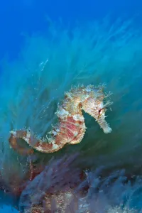 A female Spiny Seahorse (Hippocampus guttulatus) in weeds. Sardina, Gran Canaria A female Spiny Seahorse (Hippocampus guttulatus) in weeds. Sardina, Gran Canaria