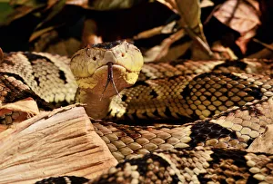Fer-de-lance (Bothrops lanceolatus) captive, endemic to Martinique