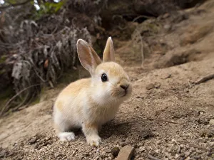 Feral domestic rabbit (Oryctolagus cuniculus) Okunojima Island, also known as Rabbit Island Feral domestic rabbit (Oryctolagus cuniculus) Okunojima Island, also known as Rabbit Island
