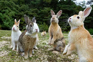 Feral domestic rabbits (Oryctolagus cuniculus) sitting up alert, Okunojima Island Feral domestic rabbits (Oryctolagus cuniculus) sitting up alert, Okunojima Island