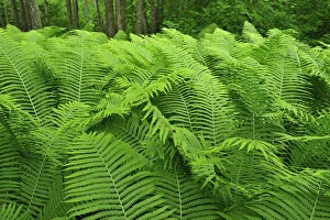 Ferns, Moricsala Strict Nature Reserve, Moricsala Island, Lake Usma, Latvia, June 2009 Ferns, Moricsala Strict Nature Reserve, Moricsala Island, Lake Usma, Latvia, June 2009