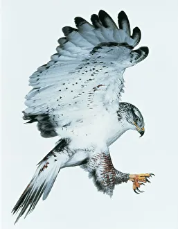 Ferruginous hawk (Buteo regalis) landing. Captive Ferruginous hawk (Buteo regalis) landing. Captive