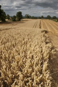 Field of ripe Oats with Combine harvester in the distance, Haregill Lodge Farm, Ellingstring Field of ripe Oats with Combine harvester in the distance, Haregill Lodge Farm, Ellingstring