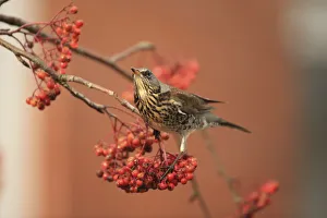Fieldfare (Turdus pilaris) on rowan tree with berries, Suffolk, England, UK, January Fieldfare (Turdus pilaris) on rowan tree with berries, Suffolk, England, UK, January