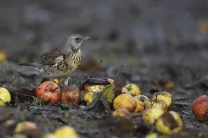 Fieldfare (Turdus pilaris) among windfall apples. Strumpshaw Fen RSPB, Norfolk, UK Fieldfare (Turdus pilaris) among windfall apples. Strumpshaw Fen RSPB, Norfolk, UK