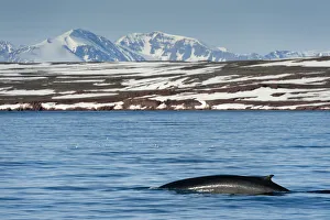 Fin whale (Balaenoptera physalus) surfacing with mountain landscape, Liefdefjorden Fin whale (Balaenoptera physalus) surfacing with mountain landscape, Liefdefjorden