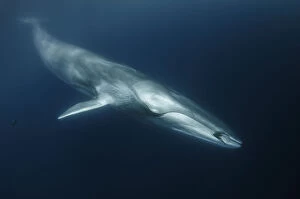 Images Dated 6th May 2009: Fin whale (Balaenoptera physalus) with ctenophore in front of its mouth, south Barcelona coast