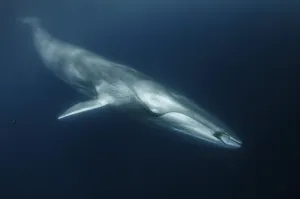 Fin whale (Balaenoptera physalus) with ctenophore in front of its mouth, south Barcelona coast Fin whale (Balaenoptera physalus) with ctenophore in front of its mouth, south Barcelona coast