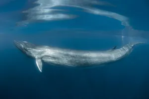 Fin whale (Balaenoptera physalus) just below surface, south Barcelona coast, Spain Fin whale (Balaenoptera physalus) just below surface, south Barcelona coast, Spain