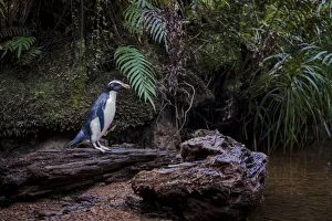 Fiordland penguin (Eudyptes pachyrhynchus) heads back up stream to its nest in the Fiordland penguin (Eudyptes pachyrhynchus) heads back up stream to its nest in the