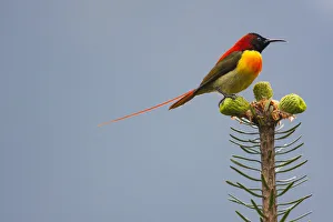 Fire-tailed sunbird (Aethopyga ignicauda) perched on conifer. Sikkim, India Fire-tailed sunbird (Aethopyga ignicauda) perched on conifer. Sikkim, India