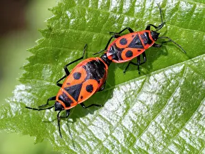 Western Europe Insect Life Prints: Firebugs (Pyrrhocoris apterus) pair, mating on a leaf, Upper Bavaria, Germany. May