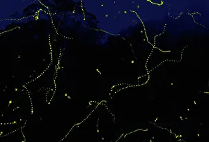 Fireflies {Lampyridae} in rainforest, Singapore Fireflies {Lampyridae} in rainforest, Singapore