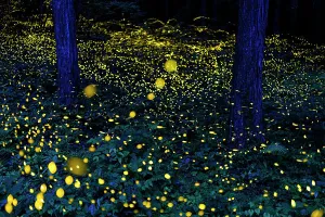 Fireflies (Luciola parvula himebotaru) flashing at night for courtship and reproduction Fireflies (Luciola parvula himebotaru) flashing at night for courtship and reproduction