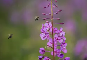 Fireweed (Chamerion angustifolium angustifolium) with bees in flight, Triglav National Park Fireweed (Chamerion angustifolium angustifolium) with bees in flight, Triglav National Park
