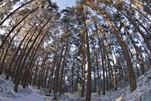 Fish-eye image of Scots pine trees (Pinus sylvestris) in pine forest, Abernethy forest Fish-eye image of Scots pine trees (Pinus sylvestris) in pine forest, Abernethy forest