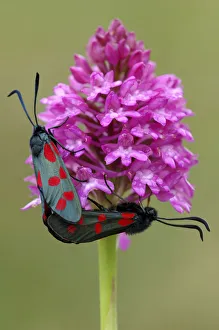 Five-spot burnet moths {Zygaena trifolii} mating on Pyramidal orchid {Anacamptis Five-spot burnet moths {Zygaena trifolii} mating on Pyramidal orchid {Anacamptis