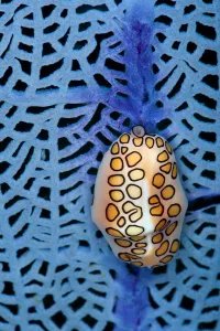 Flamingo tongue (Cyphoma gibbosum) feeding on a seafan (Gorgonia ventalina Flamingo tongue (Cyphoma gibbosum) feeding on a seafan (Gorgonia ventalina