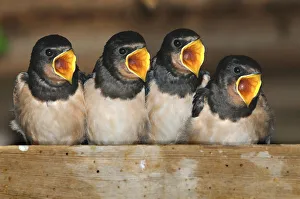 Fledgling Barn swallows (Hirundo rustica) calling for food in barn. Dorset, UK, August Fledgling Barn swallows (Hirundo rustica) calling for food in barn. Dorset, UK, August