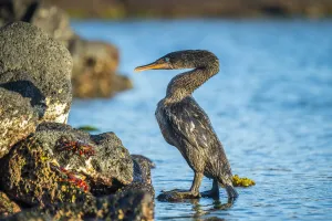 Flightless cormorant (Phalacrocorax harrisi), comoing ashore after fishing trip Flightless cormorant (Phalacrocorax harrisi), comoing ashore after fishing trip