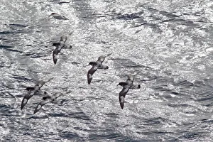Flock of Cape petrels (Daption capense capense) in flight against the sea. Against the sun Flock of Cape petrels (Daption capense capense) in flight against the sea. Against the sun