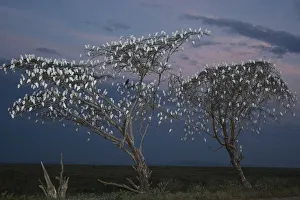 Flock of Cattle Egrets (Bubulcus ibis) in roosting trees at dusk, Imba Ndutu, Serengeti NP Flock of Cattle Egrets (Bubulcus ibis) in roosting trees at dusk, Imba Ndutu, Serengeti NP