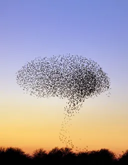Flock of Common Starling (Sturnus vulgaris) gathering before landing at winter roost Flock of Common Starling (Sturnus vulgaris) gathering before landing at winter roost
