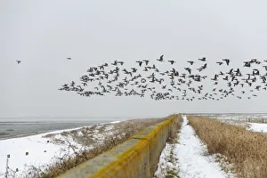 Flock of Dark-bellied brent geese (Branta bernicla) flying over sea wall, South Swale Flock of Dark-bellied brent geese (Branta bernicla) flying over sea wall, South Swale