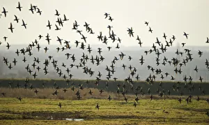 Flock of European wigeon (Anas penelope) in flight over Elmley Marshes RSPB reserve Flock of European wigeon (Anas penelope) in flight over Elmley Marshes RSPB reserve