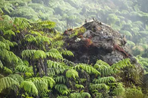 Flock of Galapagos dove (Zenaida galapagoensis) perched on rock, Santiago Highlands Flock of Galapagos dove (Zenaida galapagoensis) perched on rock, Santiago Highlands
