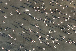 Flock of Greater flamingo (Phoenicopterus ruber) in flight, Camargue, Southern France Flock of Greater flamingo (Phoenicopterus ruber) in flight, Camargue, Southern France