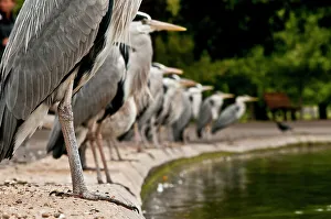 Flock of Grey herons (Ardea cinerea) standing in a line on the edge of a pond, Regents Park Flock of Grey herons (Ardea cinerea) standing in a line on the edge of a pond, Regents Park