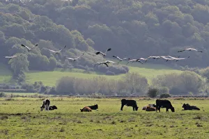 Flock of juvenile Common / Eurasian cranes (Grus grus) recently released by the Great Flock of juvenile Common / Eurasian cranes (Grus grus) recently released by the Great