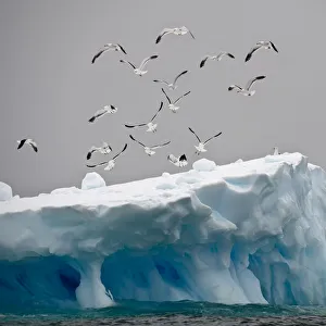 Flock of Kelp / Southern black backed Gulls (Larus dominicanus) flying over iceberg Flock of Kelp / Southern black backed Gulls (Larus dominicanus) flying over iceberg