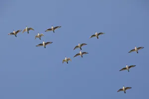 Flock of Knot (Calidris canuta) in flight. The Wash Estuary, Norfolk, October Flock of Knot (Calidris canuta) in flight. The Wash Estuary, Norfolk, October