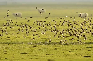 Flock of Linnets (Carduelis cannabina) in flight over grazing marsh, Elmley Nature Reserve Flock of Linnets (Carduelis cannabina) in flight over grazing marsh, Elmley Nature Reserve