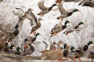 Flock of Mallard ducks (Anas platyrhynchos) taking off, Lake Csaj, Kiskunsagi National Park Flock of Mallard ducks (Anas platyrhynchos) taking off, Lake Csaj, Kiskunsagi National Park