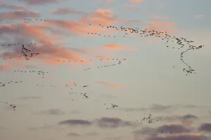 Flock of Pink footed geese (Anser brachyrhynchus) in flight at dusk, Norfolk, England, UK Flock of Pink footed geese (Anser brachyrhynchus) in flight at dusk, Norfolk, England, UK